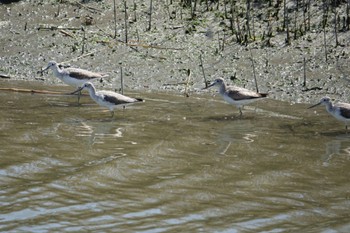 Common Greenshank 今津干潟 Sun, 3/27/2022