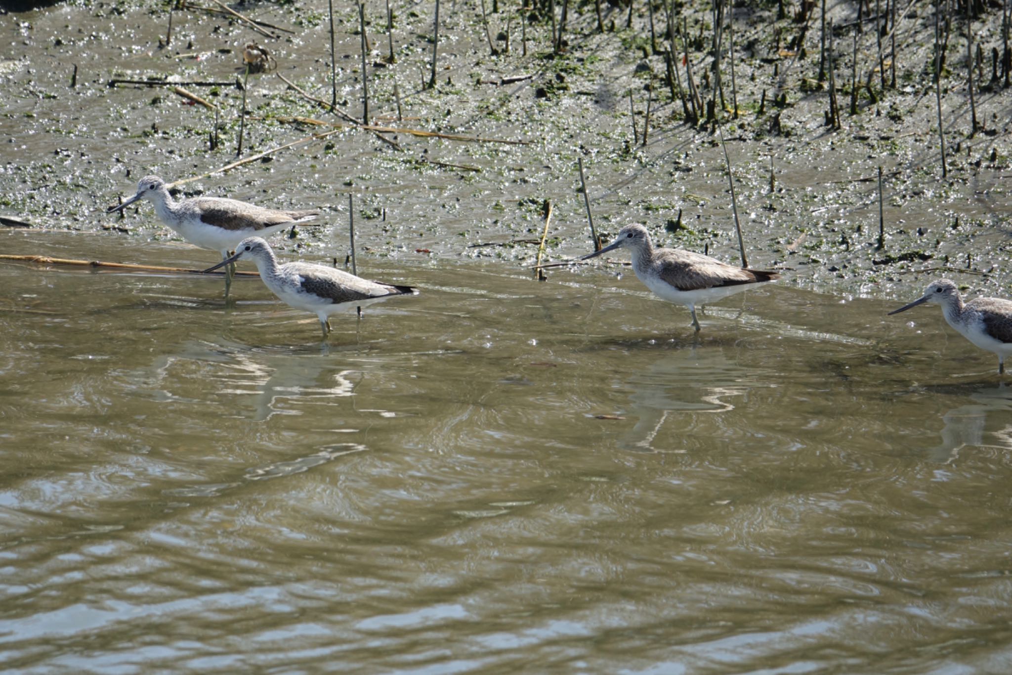 Photo of Common Greenshank at 今津干潟 by O S