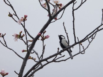 Japanese Tit Teganuma Sun, 3/27/2022