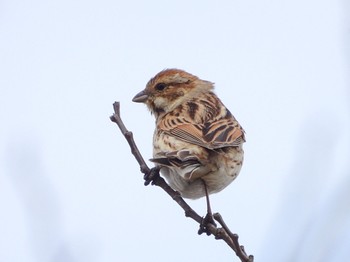 Rustic Bunting Teganuma Sun, 3/27/2022