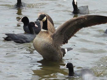 Cackling Goose Teganuma Sun, 3/27/2022