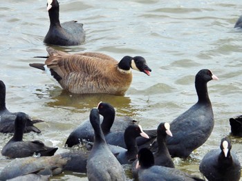 2022年3月27日(日) 手賀沼の野鳥観察記録