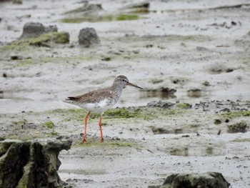 アカアシシギ 漫湖水鳥・湿地センター 2022年3月27日(日)