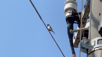 Japanese Tit 神奈川県大和市 Sat, 3/12/2022