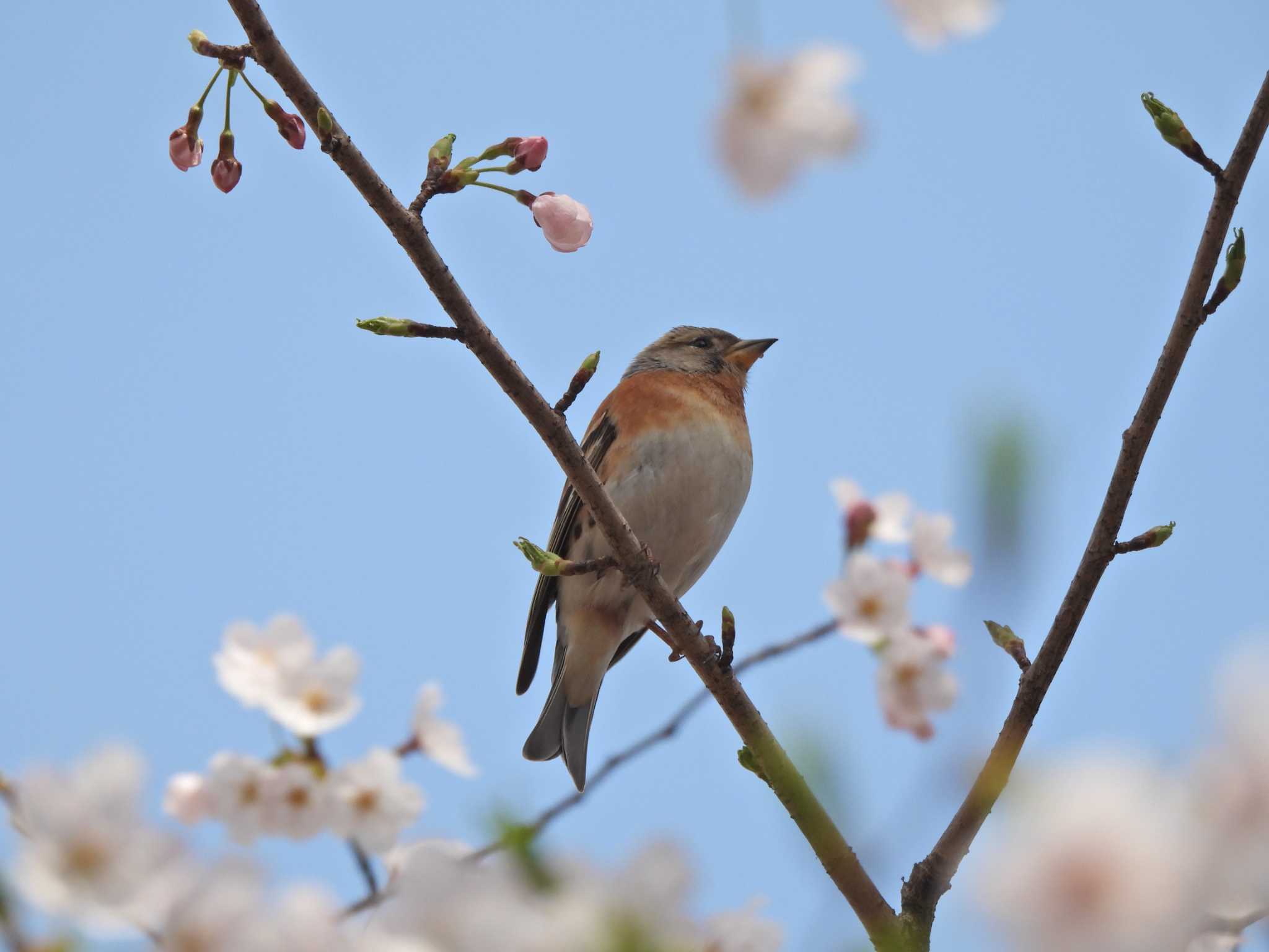 Photo of Brambling at 旭が丘中央公園 by piyock