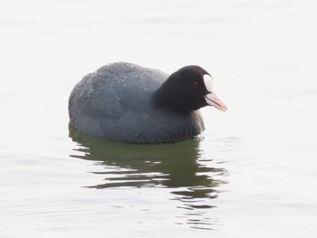 Eurasian Coot 滋賀県草津市湖岸緑地 Fri, 3/25/2022