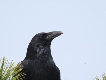 Carrion Crow 滋賀県草津市湖岸緑地 Fri, 3/25/2022