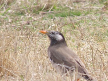 White-cheeked Starling 滋賀県草津市湖岸緑地 Fri, 3/25/2022