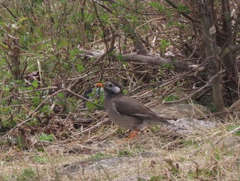 White-cheeked Starling 滋賀県草津市湖岸緑地 Fri, 3/25/2022