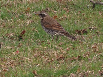 Dusky Thrush 滋賀県草津市湖岸緑地 Fri, 3/25/2022