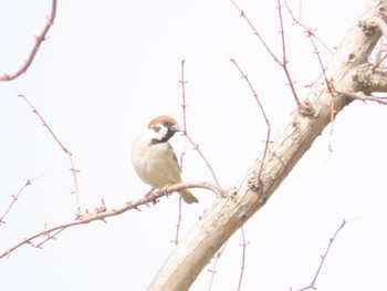 Eurasian Tree Sparrow 滋賀県草津市湖岸緑地 Fri, 3/25/2022