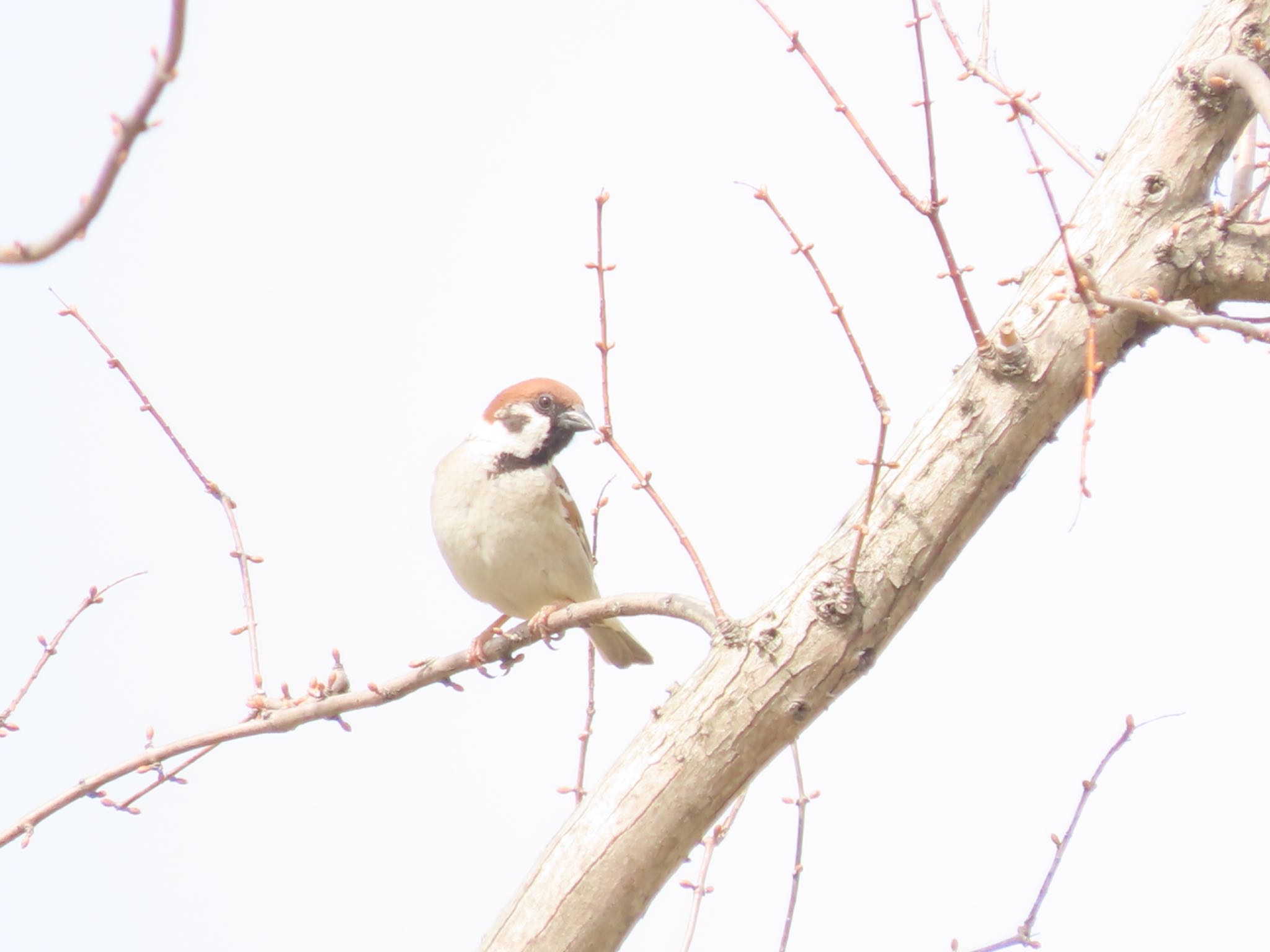 Photo of Eurasian Tree Sparrow at 滋賀県草津市湖岸緑地 by hitoriasobi