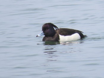 Tufted Duck 滋賀県草津市湖岸緑地 Fri, 3/25/2022