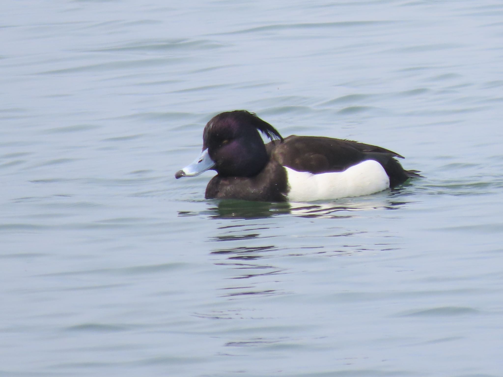 Photo of Tufted Duck at 滋賀県草津市湖岸緑地 by hitoriasobi