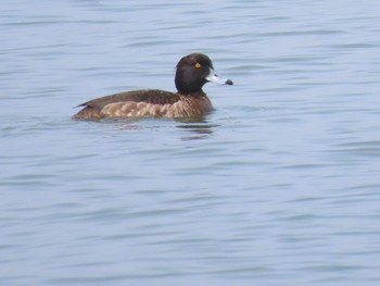 Tufted Duck 滋賀県草津市湖岸緑地 Fri, 3/25/2022