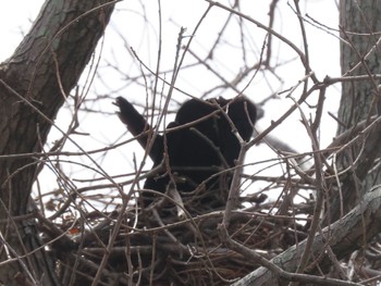 Carrion Crow 滋賀県草津市湖岸緑地 Fri, 3/25/2022