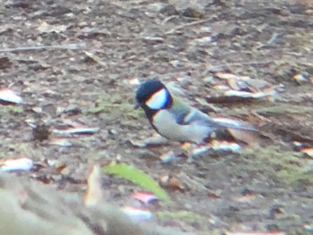 Japanese Tit 沼田公園(群馬県) Sun, 12/12/2021