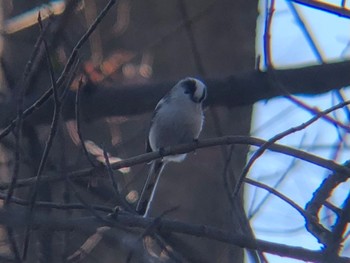 Long-tailed Tit 沼田公園(群馬県) Sun, 12/12/2021