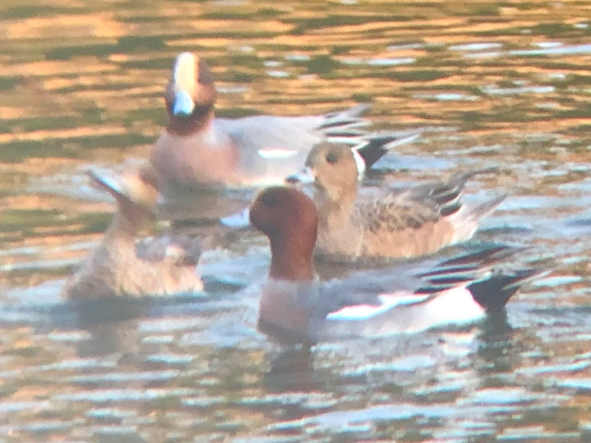 Photo of Eurasian Wigeon at さちの池 by Kamoshirenai