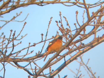 Daurian Redstart さちの池 Sun, 12/5/2021