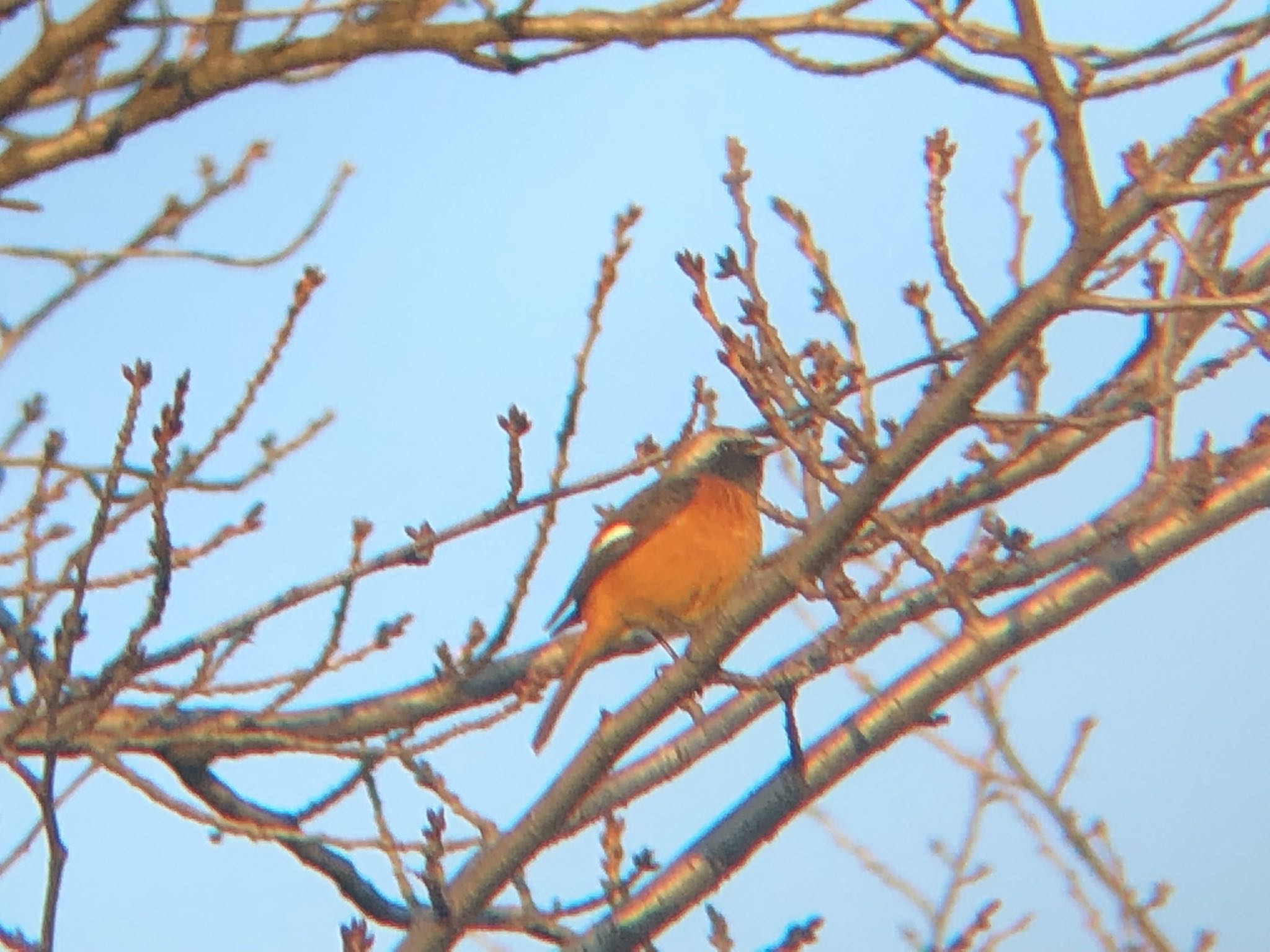 Daurian Redstart