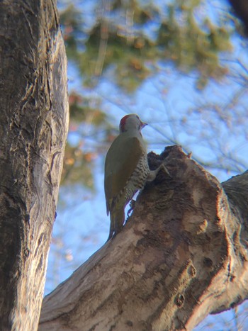 2021年12月12日(日) 沼田公園(群馬県)の野鳥観察記録