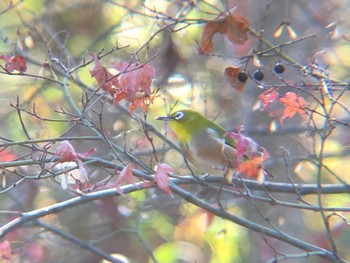 Warbling White-eye 沼田公園(群馬県) Sun, 12/12/2021