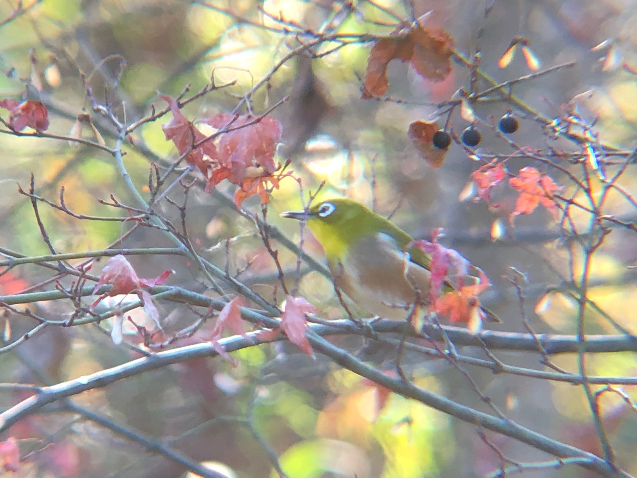 Photo of Warbling White-eye at 沼田公園(群馬県) by Kamoshirenai