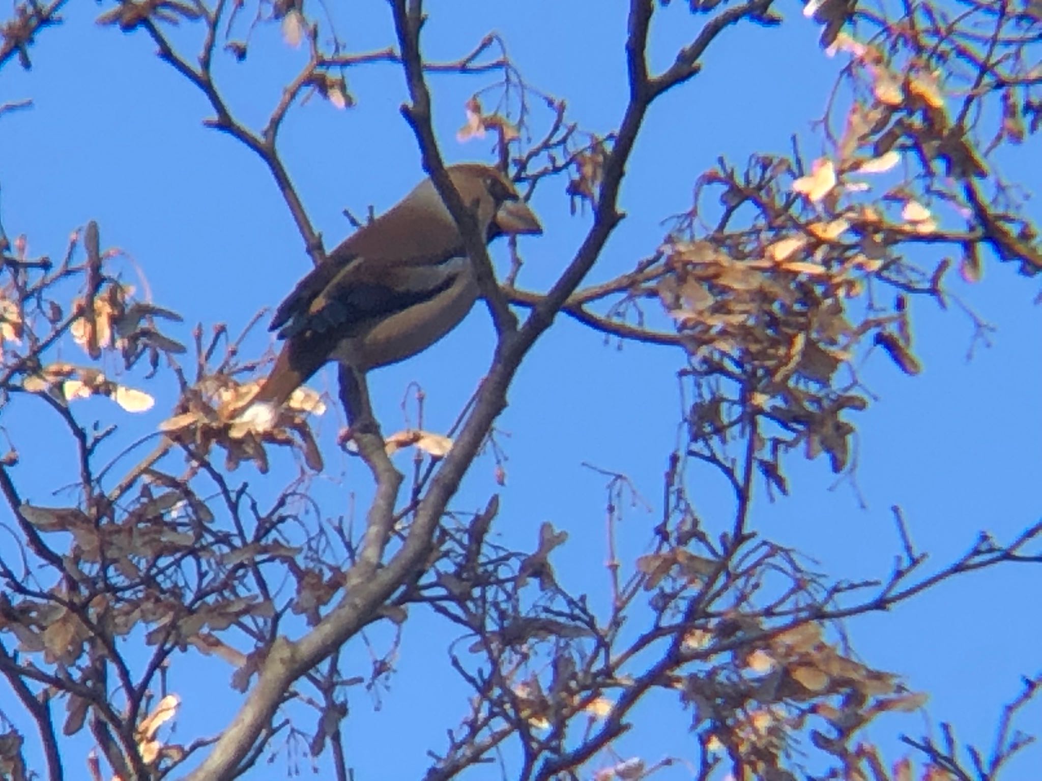 Photo of Hawfinch at 沼田公園(群馬県) by Kamoshirenai