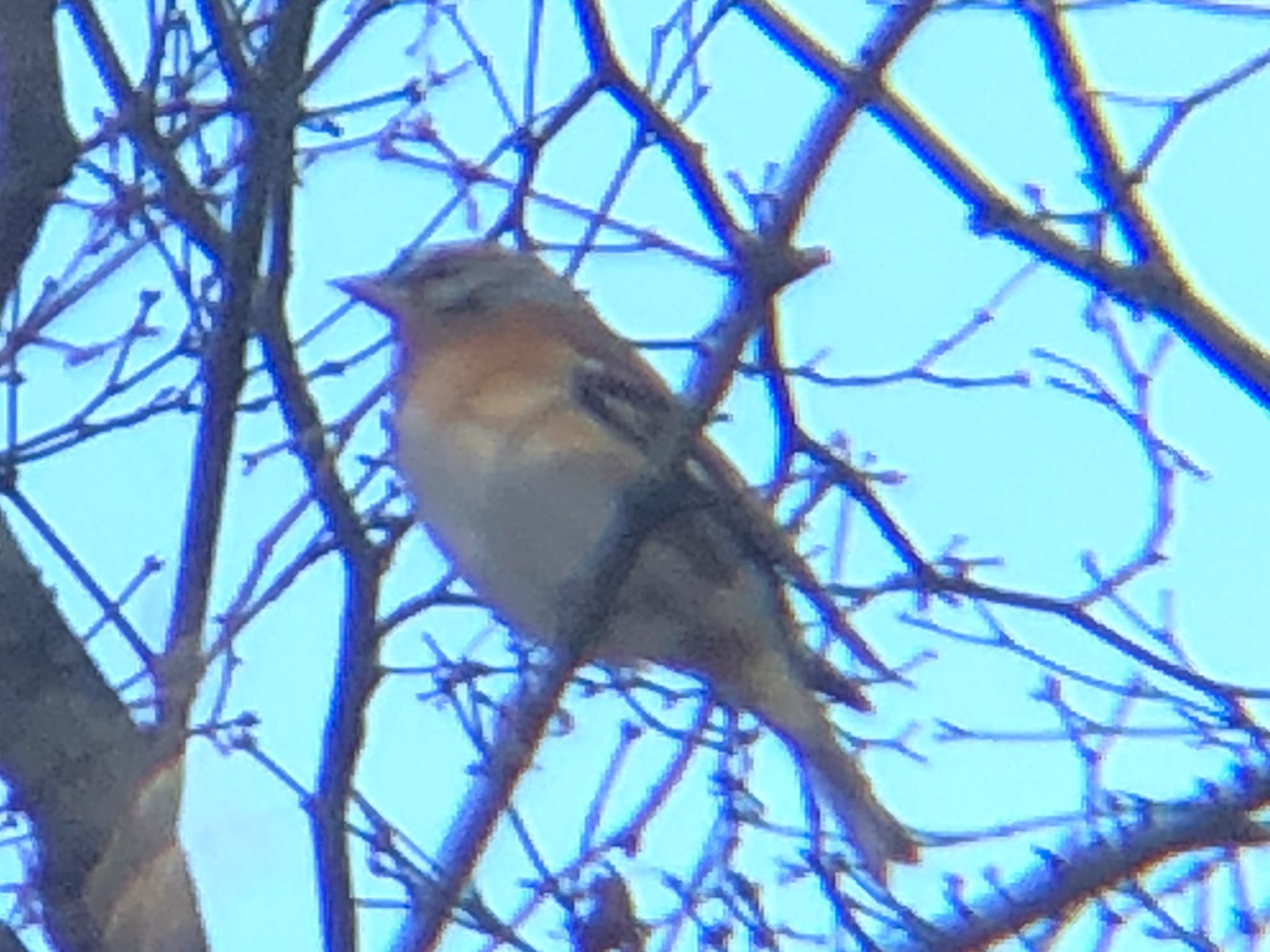 Photo of Brambling at 沼田公園(群馬県) by Kamoshirenai