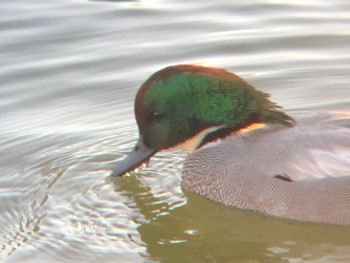 2021年12月5日(日) さちの池の野鳥観察記録