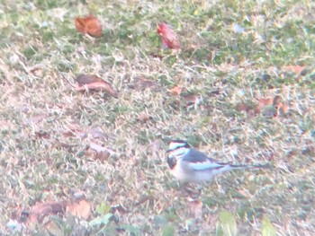 White Wagtail さちの池 Sun, 12/5/2021