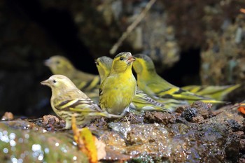 Eurasian Siskin Unknown Spots Fri, 11/3/2017