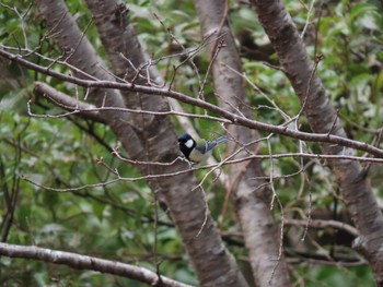 Japanese Tit 北勢中央公園 Mon, 3/28/2022