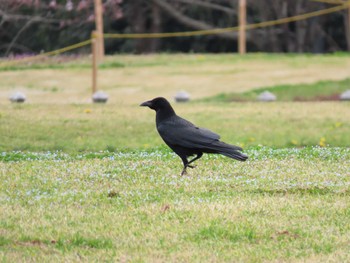 ハシボソガラス 北勢中央公園 2022年3月28日(月)