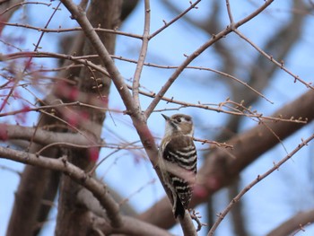 Japanese Pygmy Woodpecker 北勢中央公園 Mon, 3/28/2022