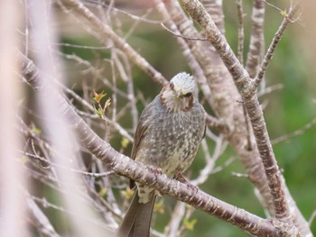 Brown-eared Bulbul 北勢中央公園 Mon, 3/28/2022