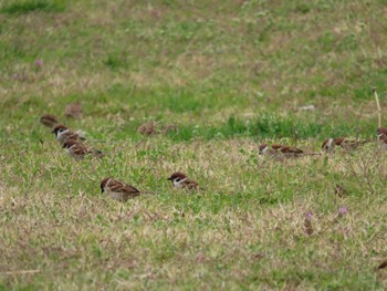 Eurasian Tree Sparrow 北勢中央公園 Mon, 3/28/2022