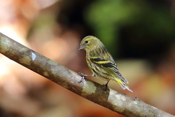 Eurasian Siskin Unknown Spots Fri, 11/3/2017