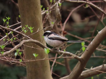 Long-tailed Tit 北勢中央公園 Mon, 3/28/2022