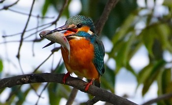 2022年3月28日(月) 千里南公園の野鳥観察記録