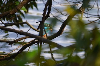 カワセミ 千里南公園 2022年3月28日(月)