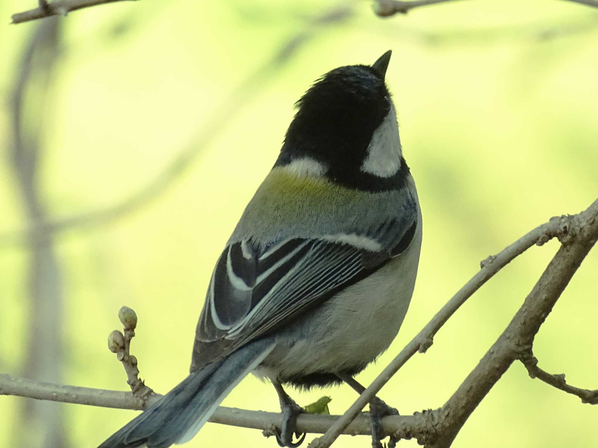 シジュウカラ