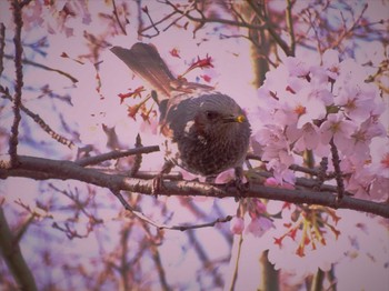 ヒヨドリ 舞岡公園 2022年3月28日(月)