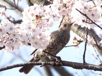 2022年3月28日(月) 舞岡公園の野鳥観察記録