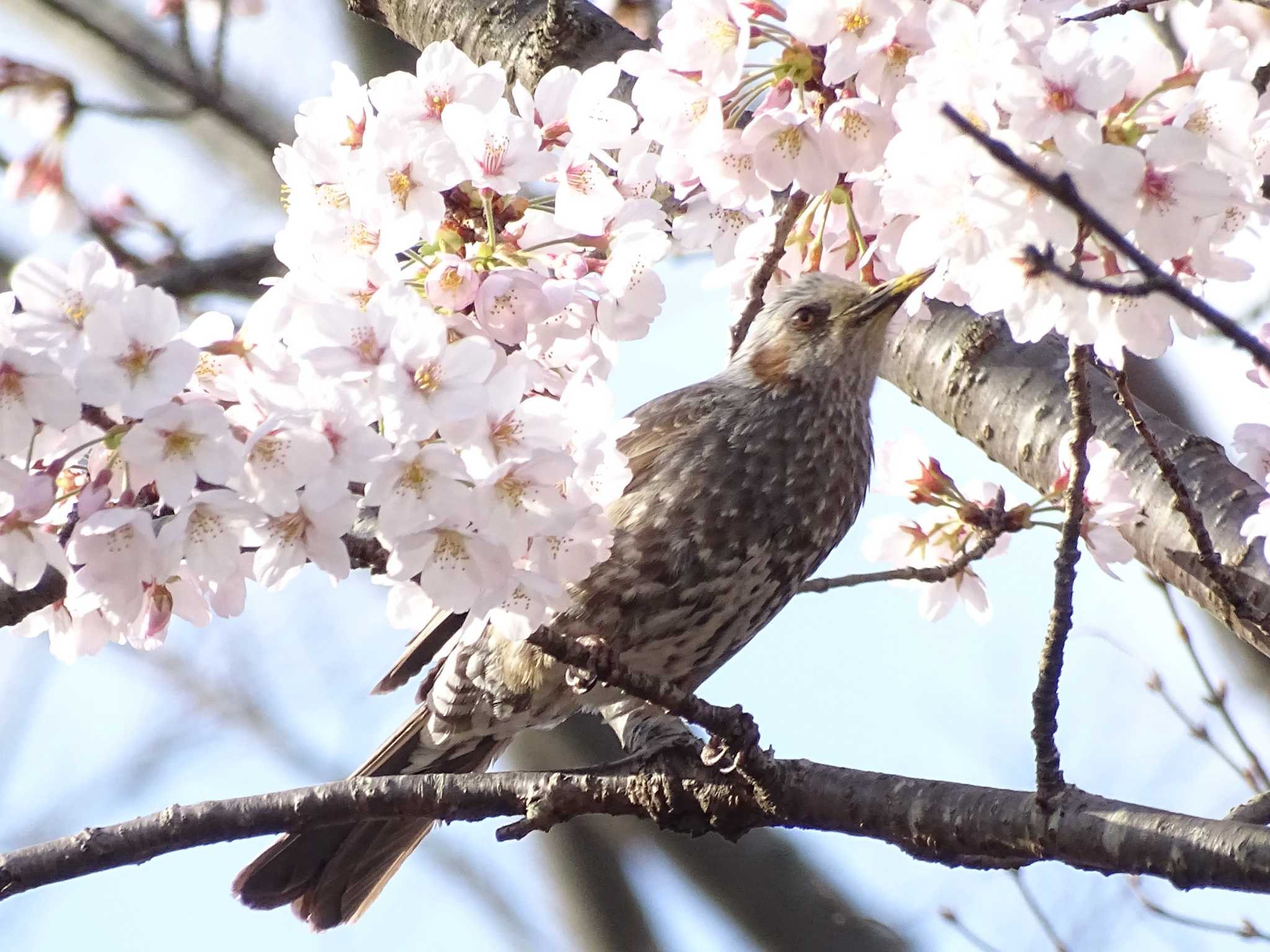 桜　満開！！　心　うきうき！！ by KAWASEMIぴー