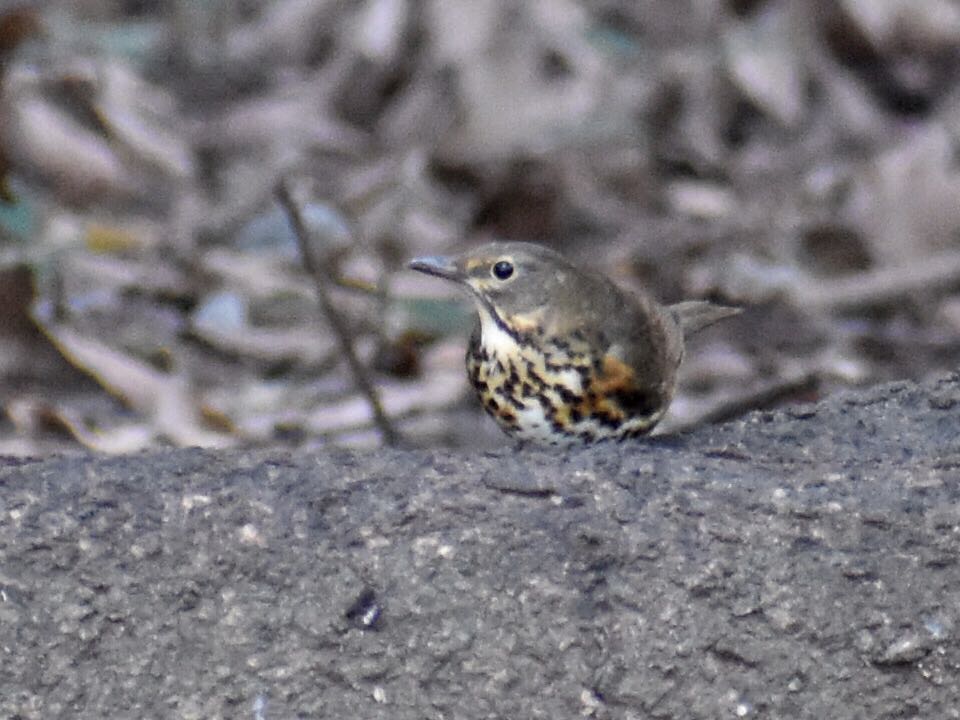  クロツグミの写真 by ヨウコ