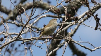 Japanese Bush Warbler Arima Fuji Park Mon, 3/28/2022