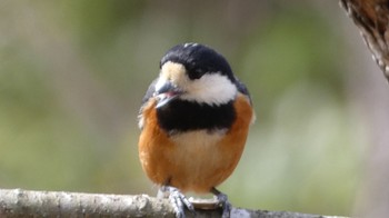 Varied Tit Arima Fuji Park Mon, 3/28/2022