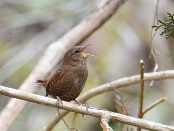 2022年3月28日(月) 早戸川林道の野鳥観察記録